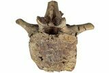 Hadrosaur (Edmontosaurus) Anterior Caudal Vertebra - Wyoming #232745-3